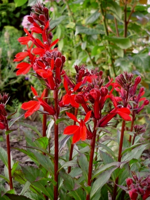 Lobelia cardinalis 'Cherry Ripe'