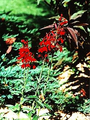 Lobelia cardinalis 'Cherry Ripe'