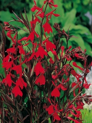 Lobelia cardinalis 'Cherry Ripe'