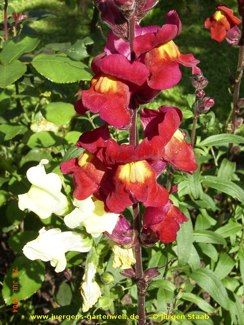 Antirrhinum majus