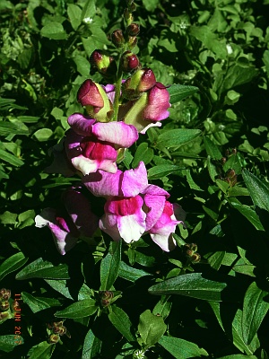 Antirrhinum majus