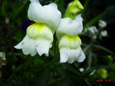 Antirrhinum majus