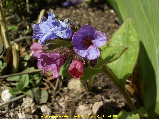 Pulmonaria officinalis