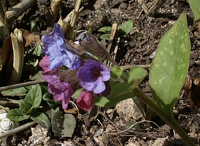 Pulmonaria officinalis