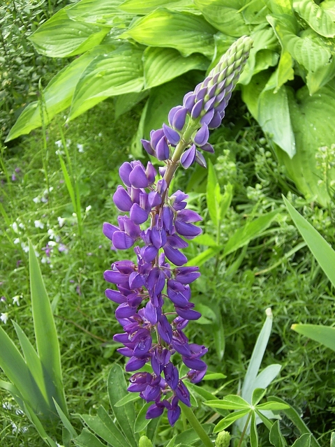 Lupinus polyphyllus