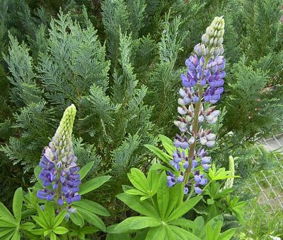 Lupinus polyphyllus