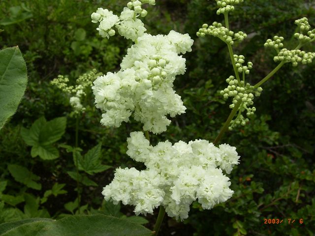 Echtes Mädesüß (Filipendula ulmaria) 