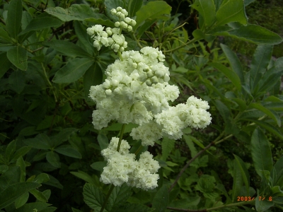 Echtes Mädesüß (Filipendula ulmaria) 