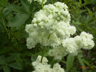 Echtes Mädesüß (Filipendula ulmaria) 