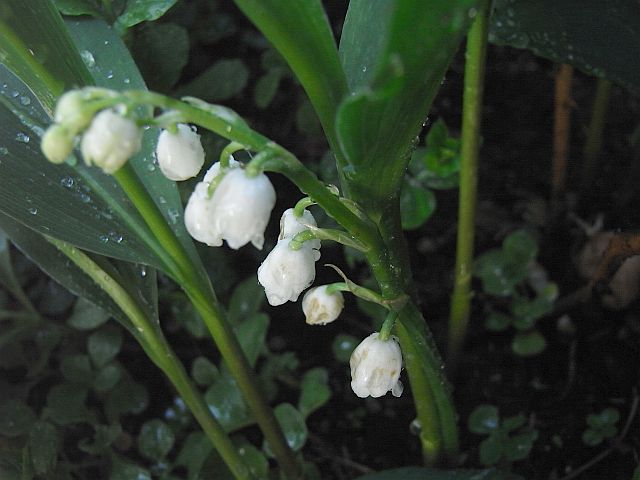 Convallaria majalis