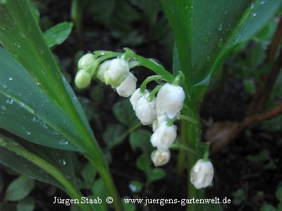 Convallaria majalis