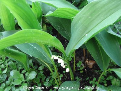 Convallaria majalis