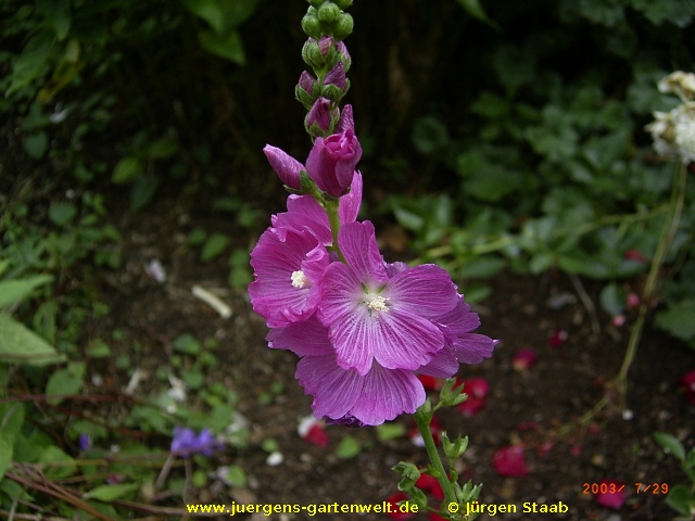 Thüringer Strauchpappel (Lavatera thuringiaca) 