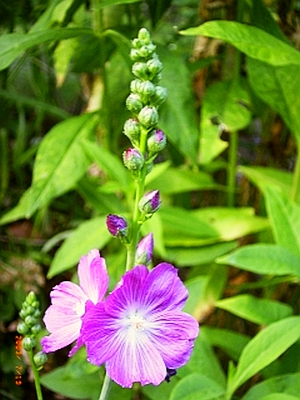 Thüringer Strauchpappel (Lavatera thuringiaca) 