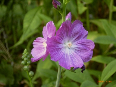 Thüringer Strauchpappel (Lavatera thuringiaca) 