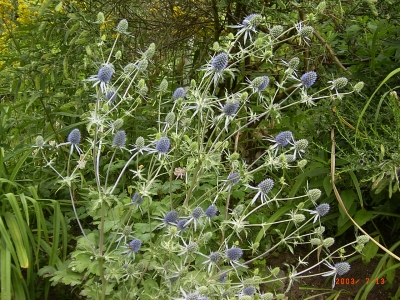 Eryngium planum