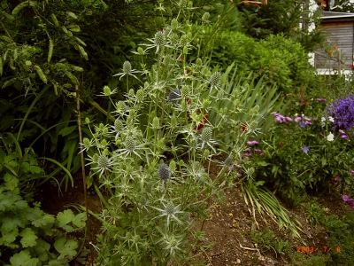 Eryngium planum