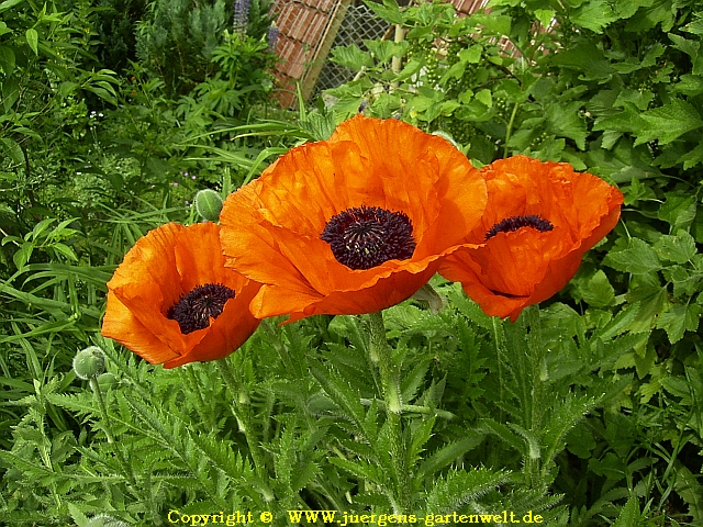 Papaver rhoeas