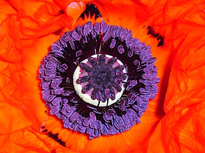 Papaver rhoeas