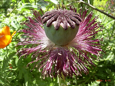 Papaver rhoeas