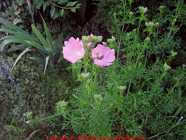 Malva moschata