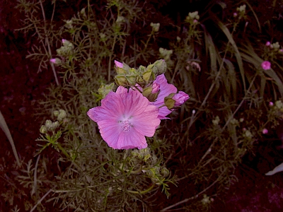 Malva moschata