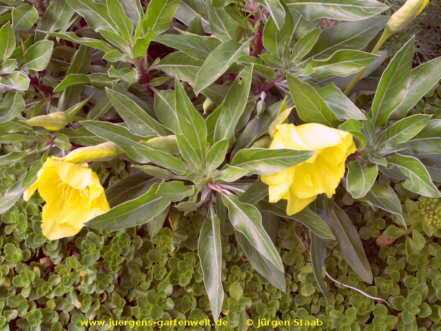 Oenothera missouriensis 'Goldbecher'