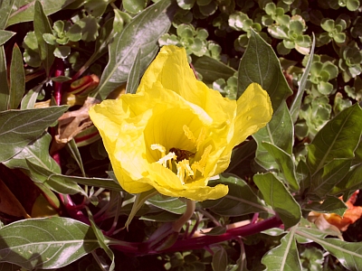 Oenothera missouriensis 'Goldbecher'