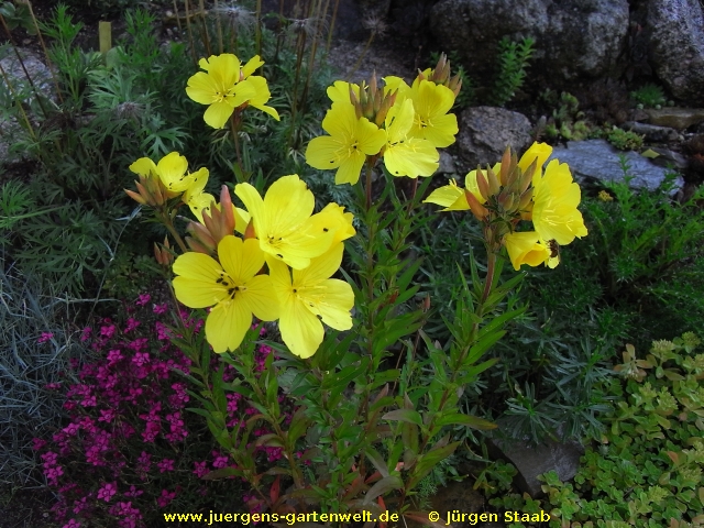 Oenothera biennis