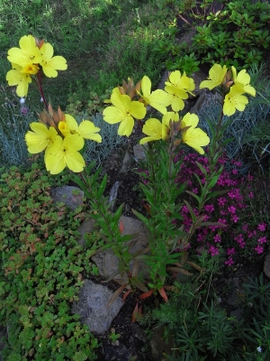 Oenothera biennis