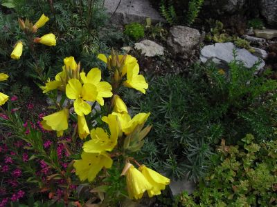 Oenothera biennis