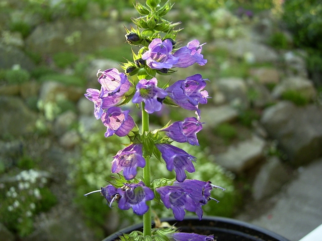 Echium vulgare