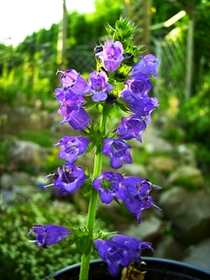 Echium vulgare