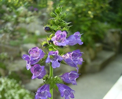 Echium vulgare