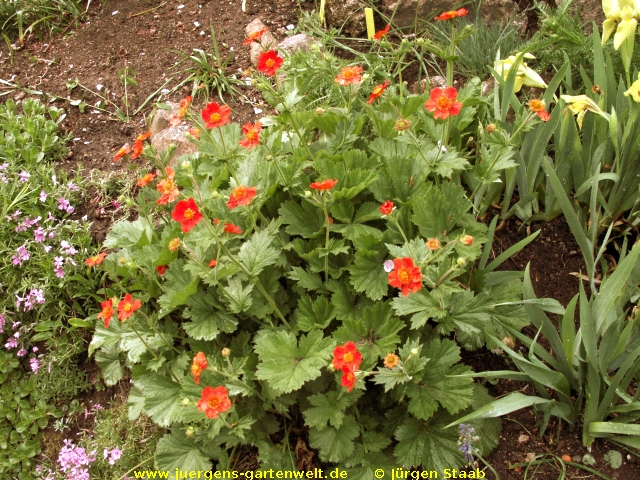 Geum x borsii