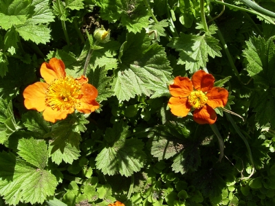 Geum x borsii