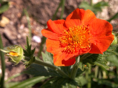 Geum x borsii