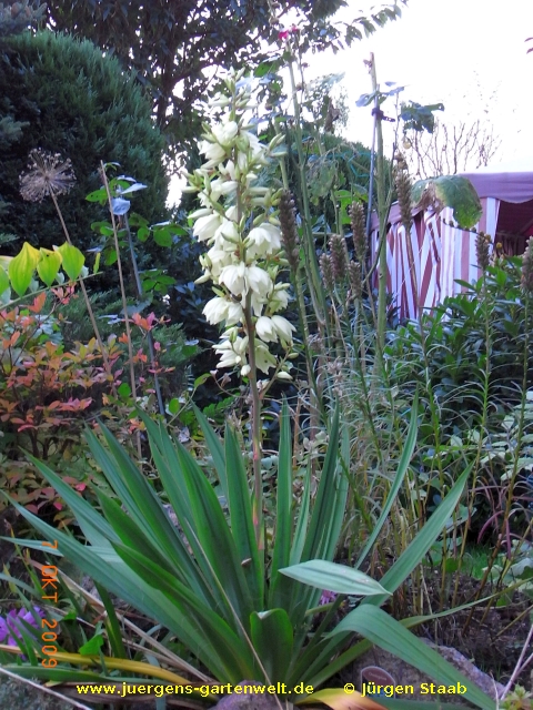 Yucca filamentosa