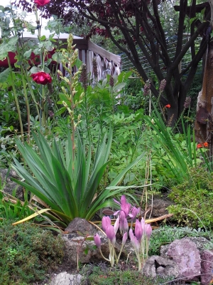 Yucca filamentosa