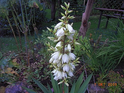 Yucca filamentosa