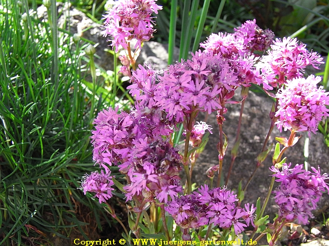 Lychnis viscaria 