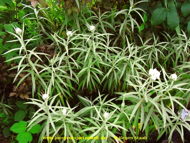 Anaphalis margaritacea