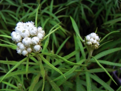 Anaphalis margaritacea