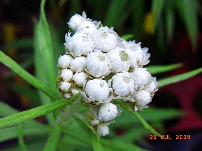 Anaphalis margaritacea