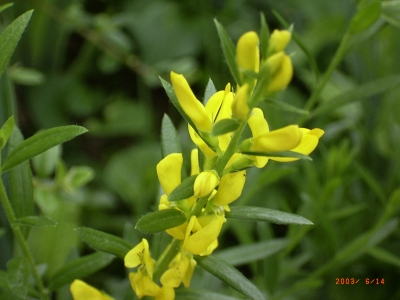 Genista sagittalis