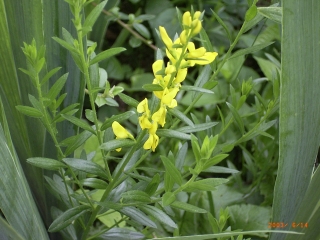 Genista sagittalis