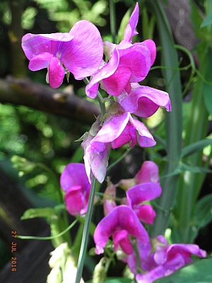 Lathyrus latifolius