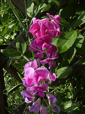 Lathyrus latifolius