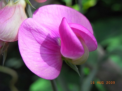 Lathyrus latifolius