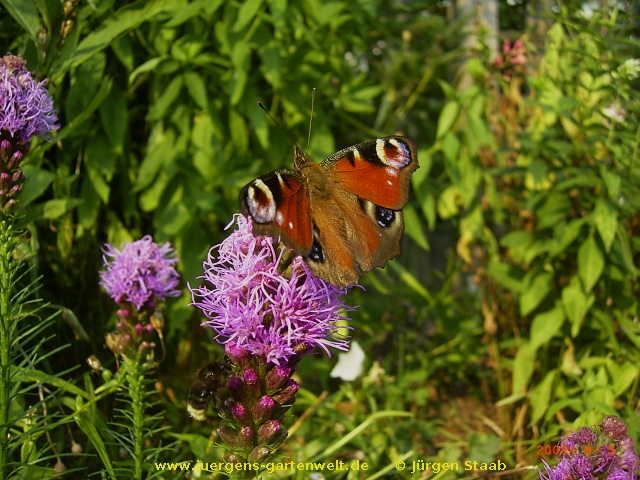 Liatris spicata